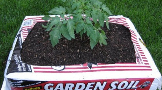 Best Bagged Soil for Vegetable Garden, and the Criteria You Need to Carefully Choose 2